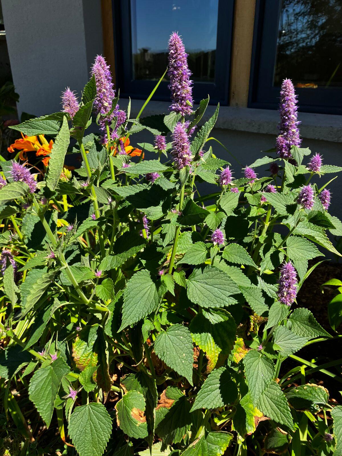 Anise hyssop allowed to flower as a decorative plant. (Eric Lucas)