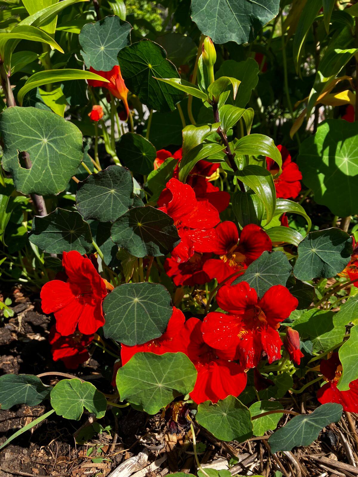 Third-generation nasturtiums. (Eric Lucas)