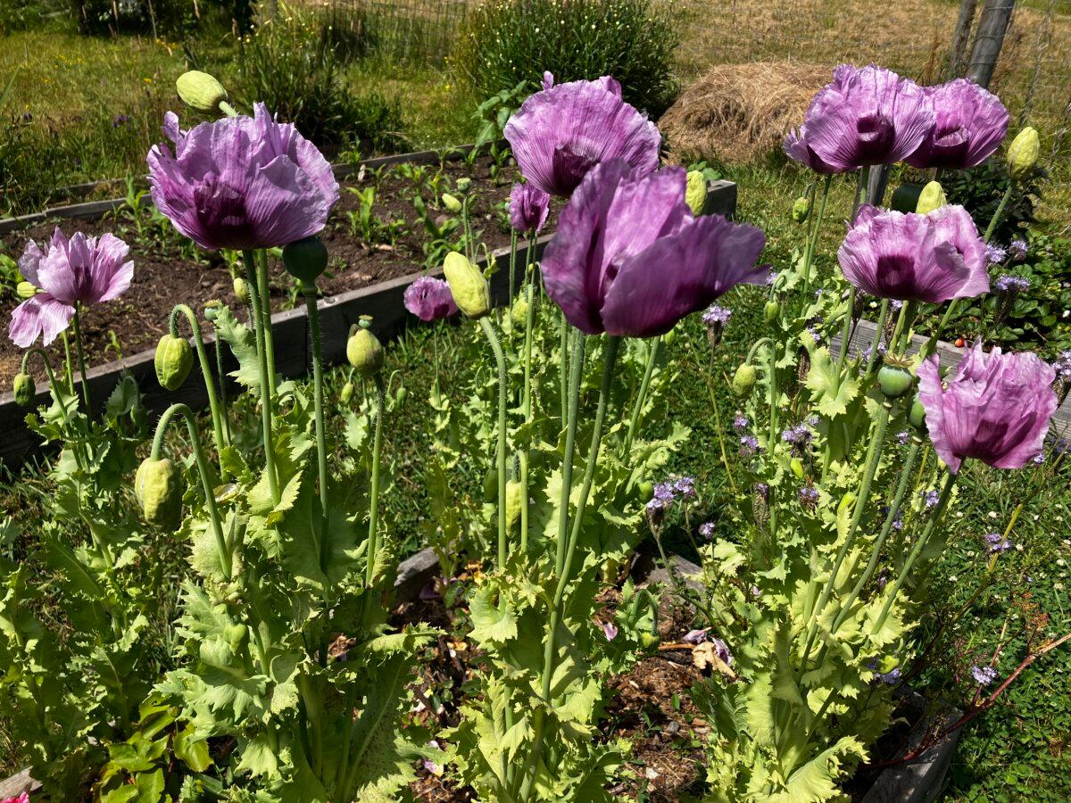Purple poppies that appeared in the author's garden seemingly out of nowhere. (Eric Lucas)