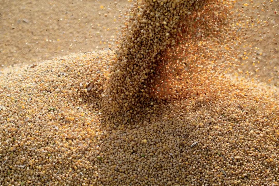 House Panel Probes USDA for Clearing Chinese Genetically Engineered Soybeans