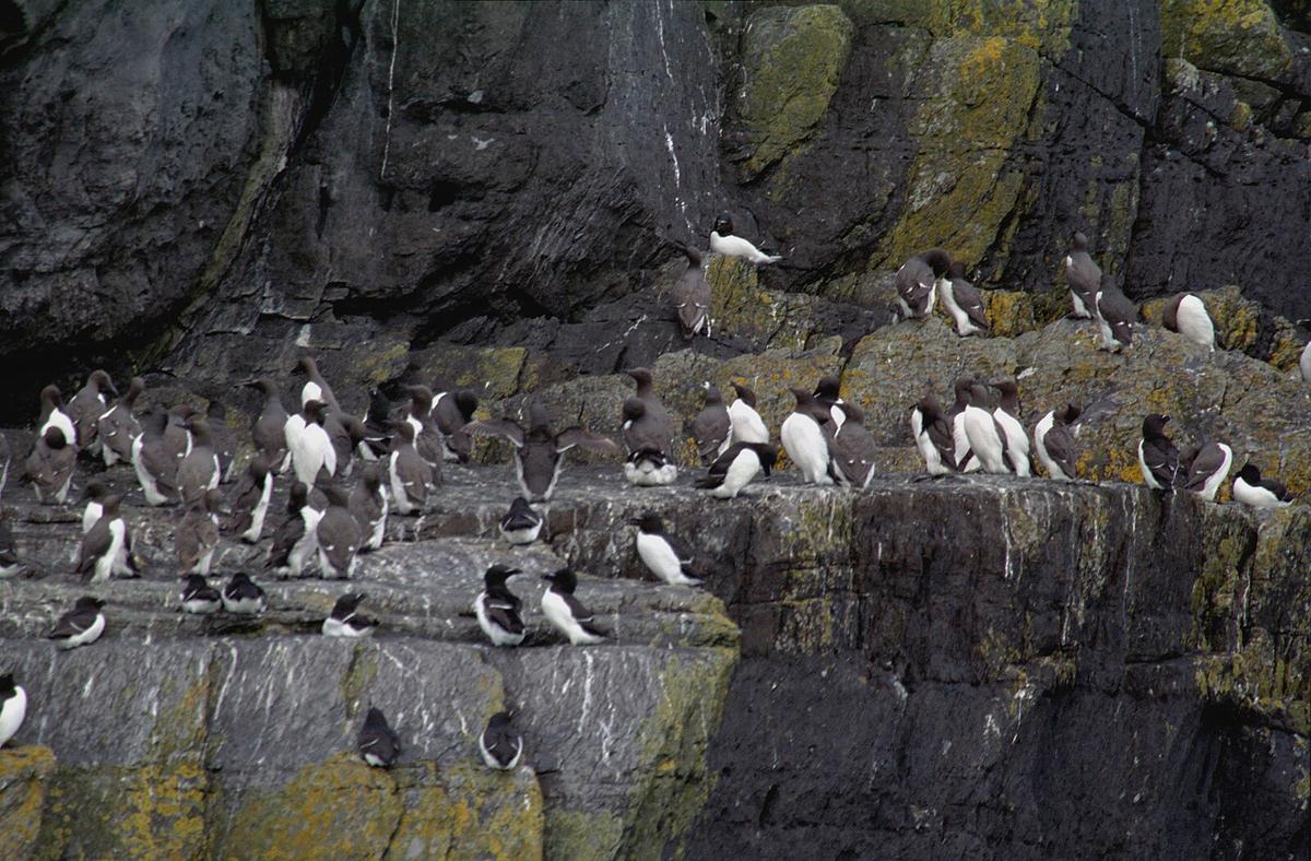 Seabirds on the cliffs of Skellig Michael make nests and breed in colonies, as they have done for centuries. (<a href="https://commons.wikimedia.org/wiki/User:Jerzystrzelecki"><span class="mw-page-title-main">Jerzystrzelecki</span></a>/<a href="https://creativecommons.org/licenses/by/3.0/deed.en">CC BY-SA 3.0</a>)