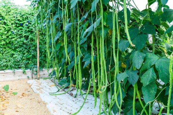 Cowpeas offer rapid growth and drought tolerance because they have a deep taproot, and they are renowned nitrogen fixers. (Photo Win1/Shutterstock)