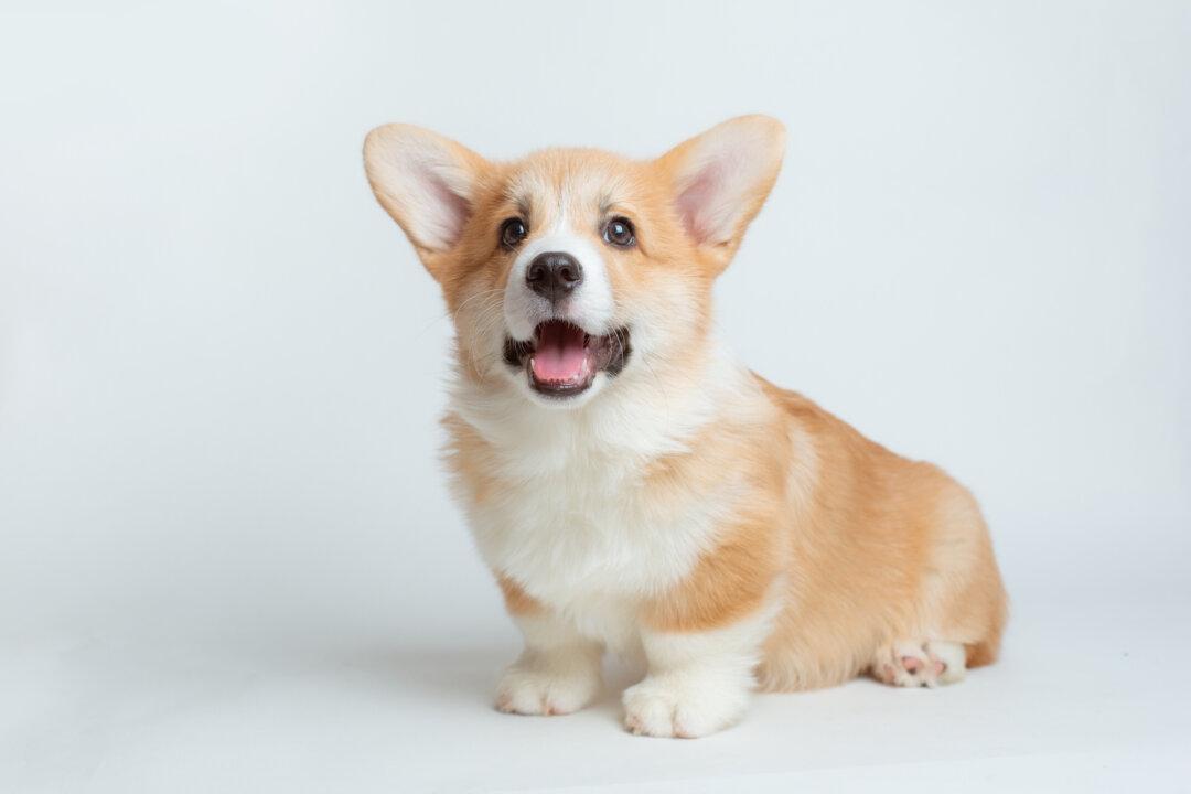 Getting Ready for a New Puppy