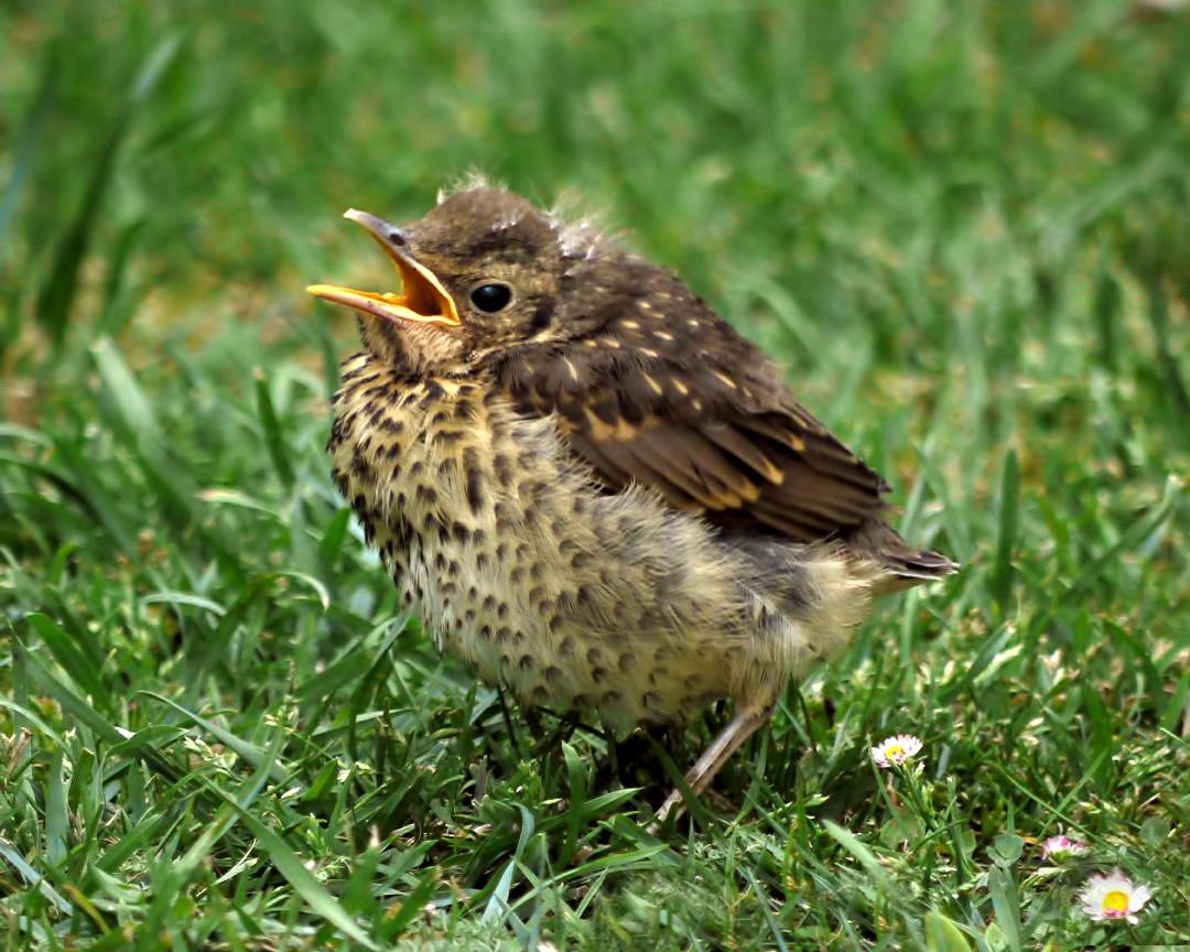 A juvenile song thrush. (Sid Mosdell/<a href="https://creativecommons.org/licenses/by/2.0/" target="_blank" rel="nofollow noopener">CC BY 2.0</a>)