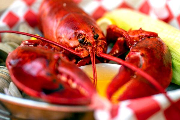 The steamed lobster platter with clams and corn on the side at Harvey Cedars Shellfish Co. in Harvey Cedars, on Long Beach Island , June 13, 2024. (Tom Gralish/The Philadelphia Inquirer/TNS)