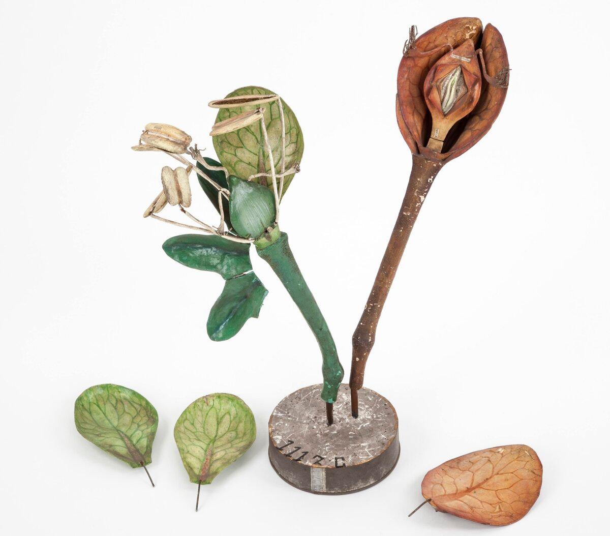 Paper-mâché model of Rumex, 1877, by Dr. Louis Thomas Jérôme Auzoux. National Museum of Education, in Rouen, France. In addition to pressed plant specimens, 19th-century naturalists created wax and paper-mâché plant models, which were fragile and tended to tarnish easily. (<a style="font-size: 16px;" href="https://commons.wikimedia.org/wiki/File:Fleur_de_rumex._Graine_de_rumex.jpg" target="_blank" rel="noopener">MuseeEducation/CC BY-SA 4.0)</a>