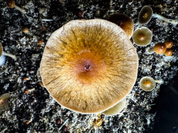 Psilocybin mushrooms stand ready for harvest in a humidified fruiting chamber in the basement of a private home in Fairfield County, Conn., on July 27, 2023. (John Moore/Getty Images)