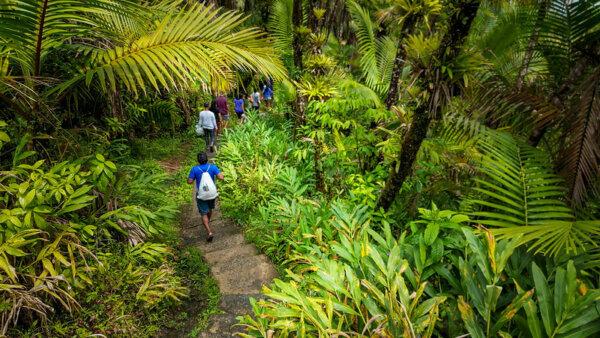 Puerto Rico: Tropical Rainforests, Wildlife, and the Art of Doing Nothing