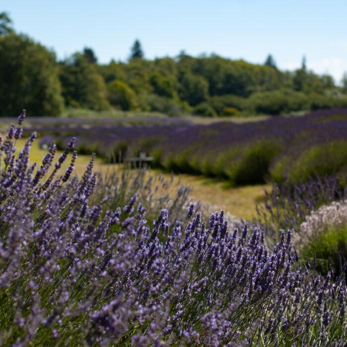 In Photos: The Lavender Capital of America