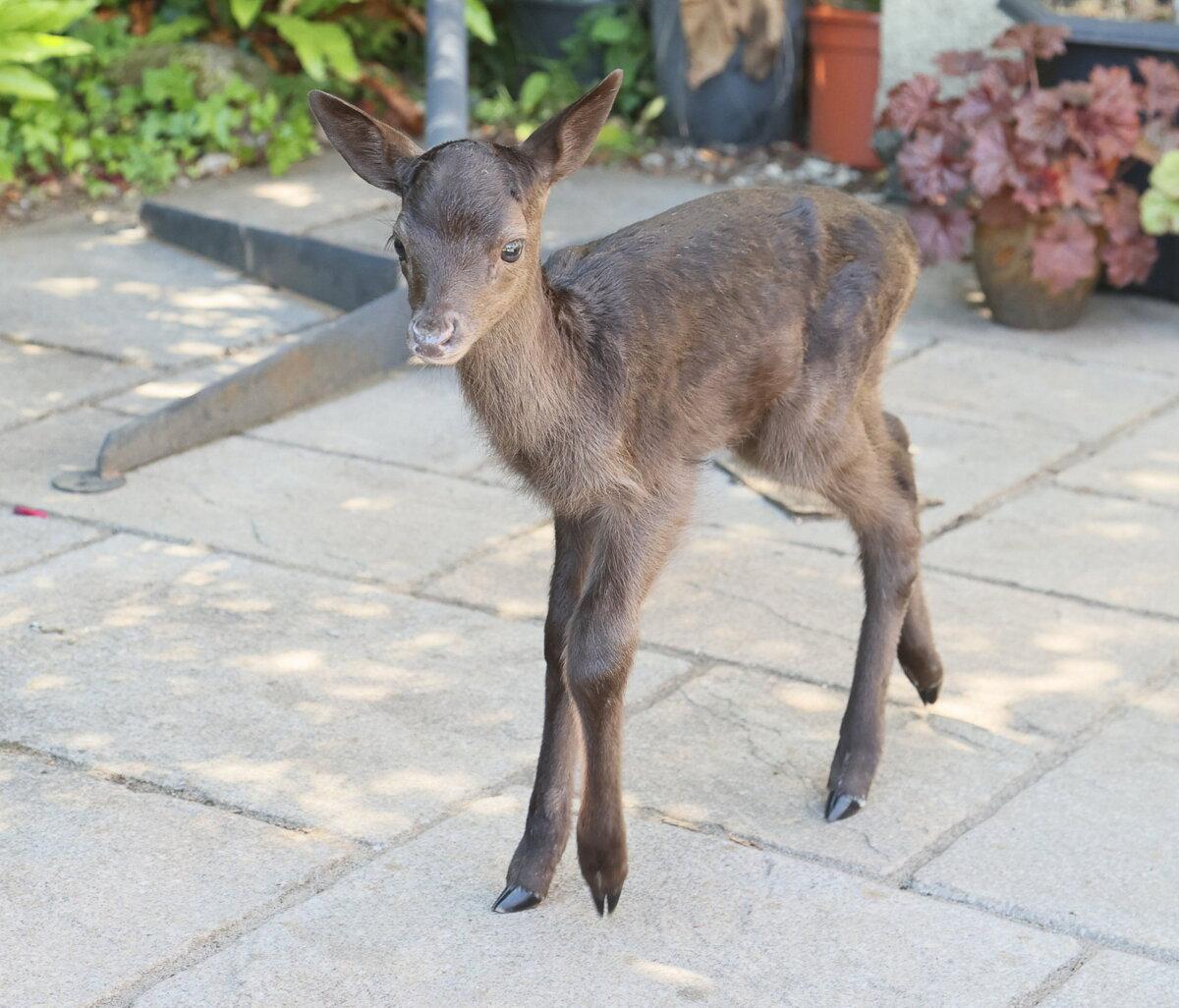 Milly the deer has been hand-reared by Mr. Hopper. (SWNS)