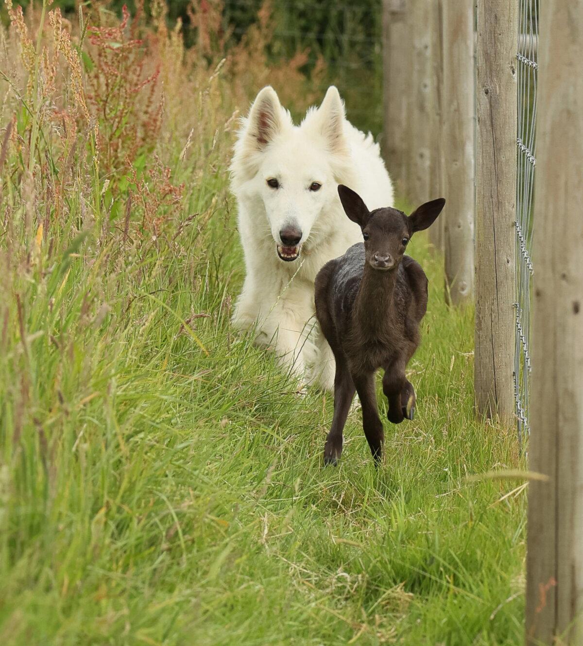 Milly loves playing and running around in the fields. (SWNS)