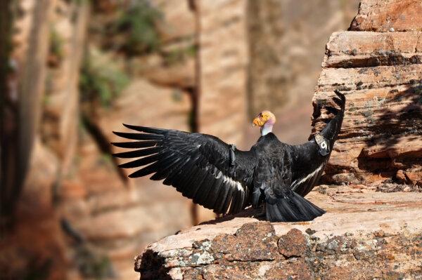 A California condor in the wild. (Courtesy of National Park Service)