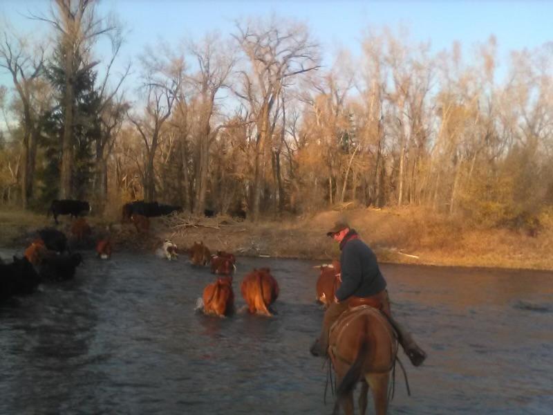 Mr. Tisdale herding cows across the Rio Grande. (Courtesy of Mike Tisdale)