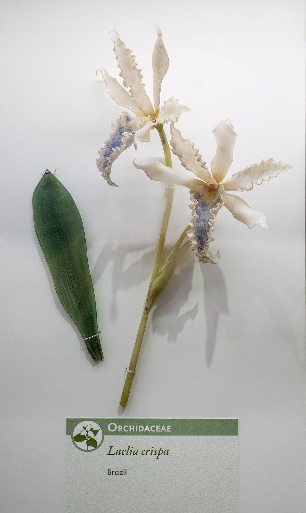 A Blaschka glass model of Laelia crispa, an orchid species found in Brazil. (<a style="font-size: 16px;" href="https://commons.m.wikimedia.org/wiki/File:Glass_Flowers_-_Laelia_crispa_(00461).jpg" target="_blank" rel="nofollow noopener">Rhododendrites/CC BY-SA 4.0)</a>