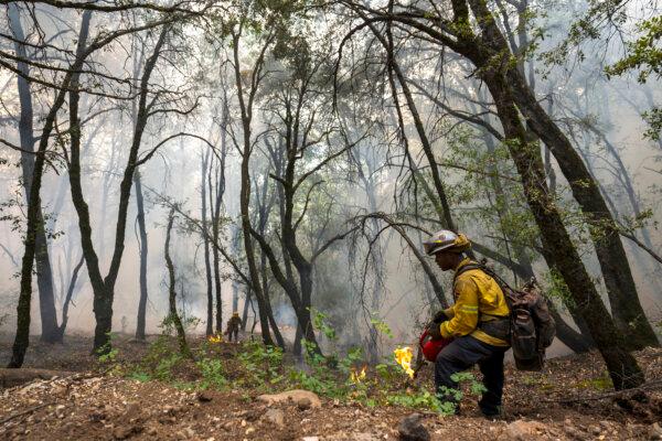 CalFire firefighter David Metters lights a burn operation to mitigate the Park Fire near Forest Ranch, Calif., July 27, 2024. (Nic Coury/AP Photo)