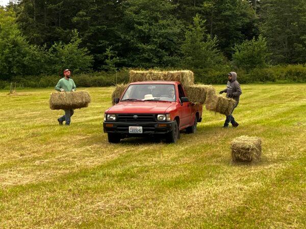 Trucking hay with help from a neighbor and a local farm worker. (Eric Lucas)