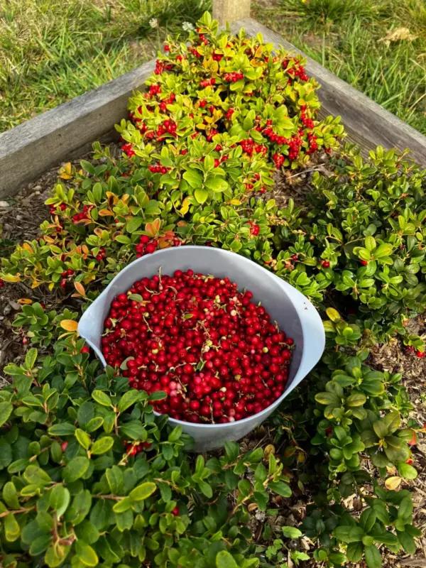 Lingonberries are one of many varieties of berries the author grows. (Courtesy of Eric Lucas)
