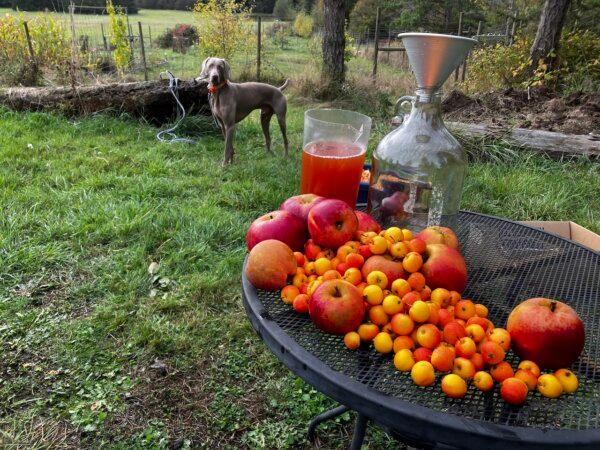 Making cider from farm apples in fall 2023. (Courtesy of Eric Lucas)