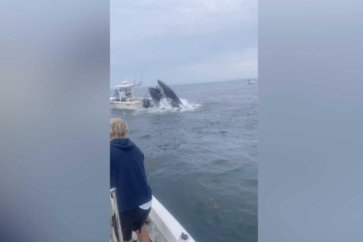 A whale breaching right beside a boat in Portsmouth Harbor. (Screenshot/Newsflare)