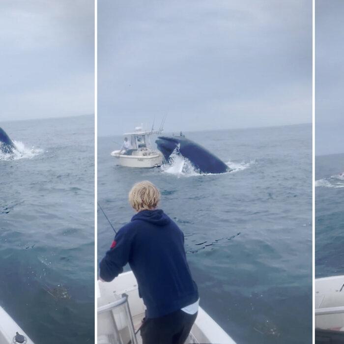 Fishermen Spot Whale Leap Onto Boat, Capsizing It, Tossing Boaters Into Sea—Then Rush to Help