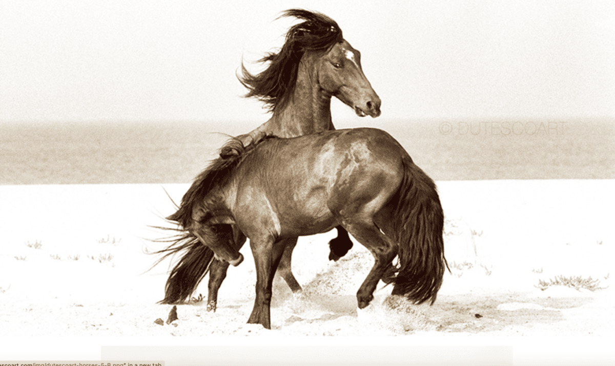 Photo of wild horses on Sable Island, titled "Fury," by Roberto Dutesco. (Courtesy of Roberto Dutesco © 2024)