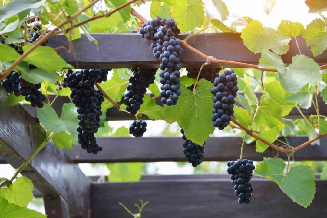 Protecting Grapes