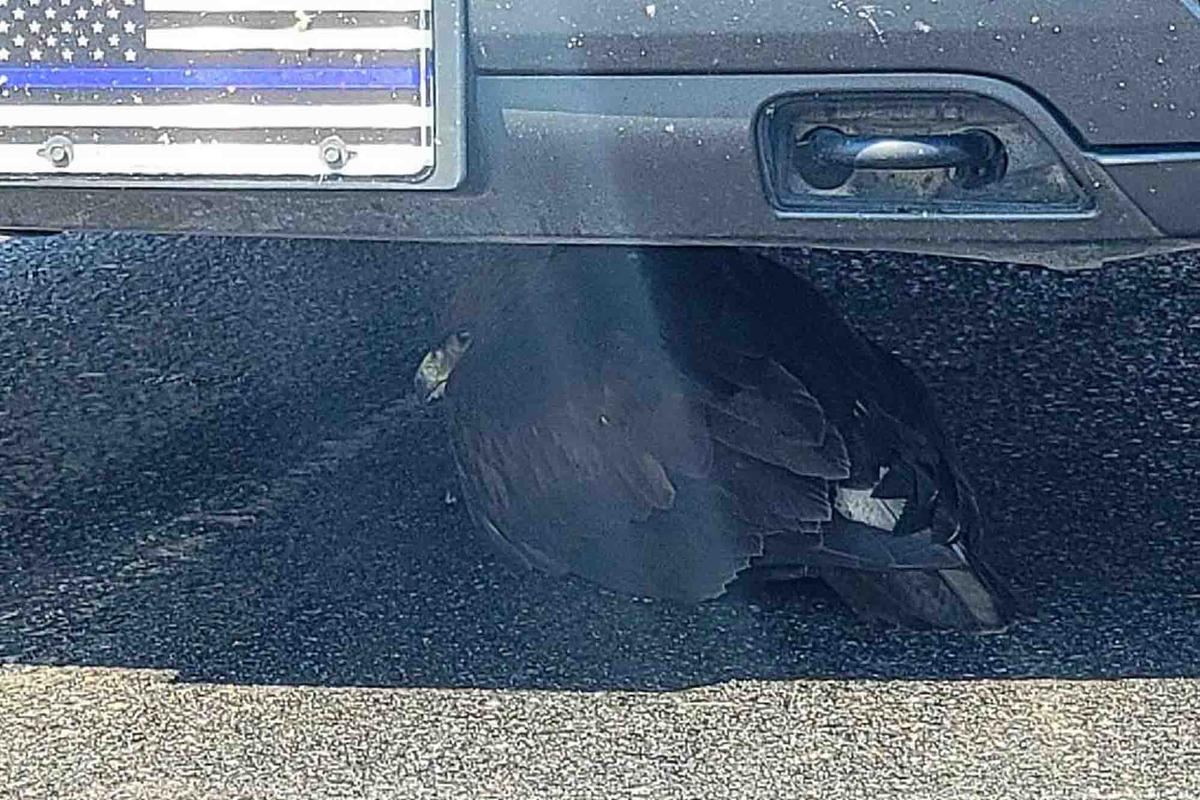 The eaglet made very little movement as the officer tried to pick it up. (Courtesy of Mohave County Sheriff's Office)