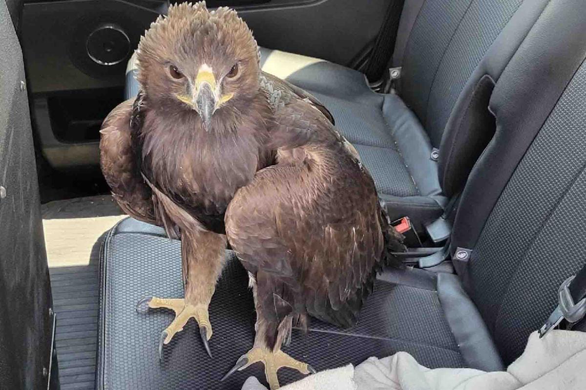 The eaglet inside Sgt. Giralde's vehicle. (Courtesy of Mohave County Sheriff's Office)