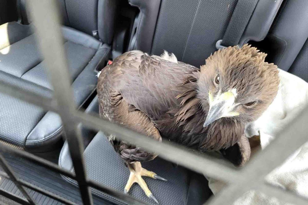 Sgt. Giralde said the baby raptor was taken back to the Raptor Center's rehabilitation center where it would be taught how to hunt. (Courtesy of Mohave County Sheriff's Office)