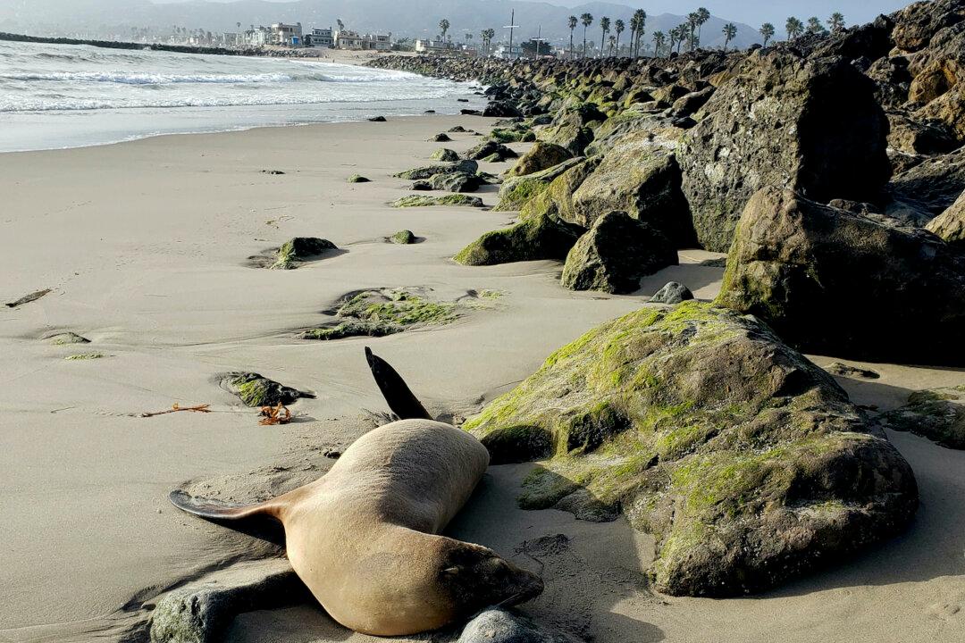 Sea Lions Are Stranding Themselves on California’s Coast With Signs of Algae Poisoning