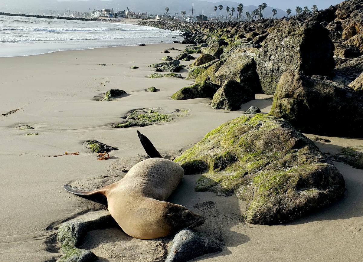 Sea Lions Are Stranding Themselves on California’s Coast With Signs of Algae Poisoning