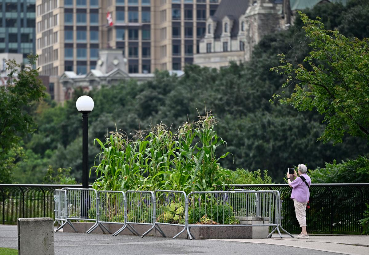 Forbidden Fruit: Don’t Eat the Food Growing in Downtown Ottawa Planters, Says NCC