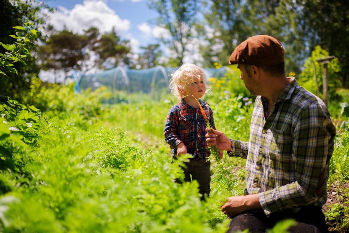 More and more farmers in Sweden are converting their lands and methods from conventional farming to organic farming. (Simon Paulin/imagebank.sweden.se)