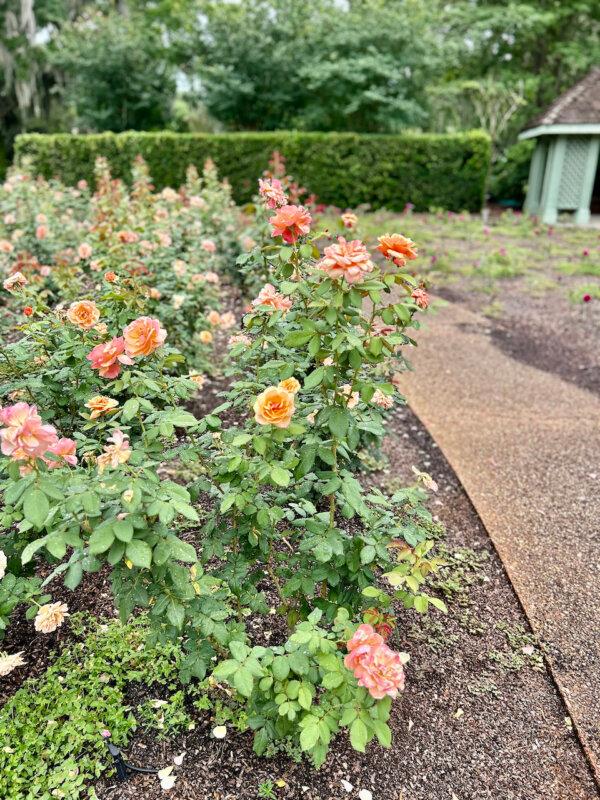A trip to Orlando isn't complete without a visit to beautiful Leu Gardens. (Michelle Stark/Tampa Bay Times/TNS)