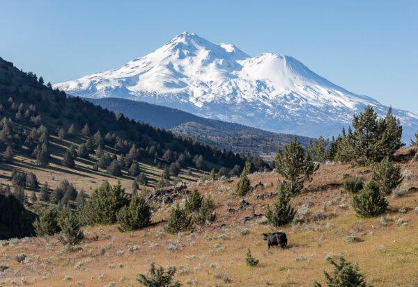A cow outside Yreka, Calif., on May 8, 2024. (John Fredricks/The Epoch Times)