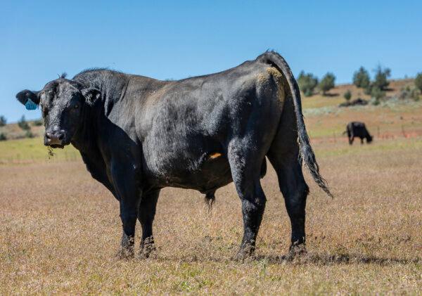 A bull outside Yreka, Calif., on May 8, 2024. (John Fredricks/The Epoch Times)