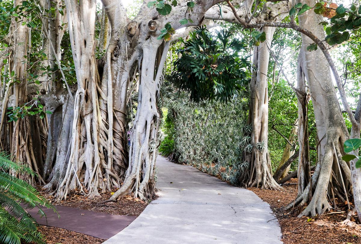 Time Magazine Named Sarasota’s Selby Gardens One of the World’s Greatest Places