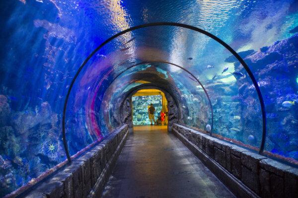 15 Family-Friendly Things to Do in Las Vegas Before School Starts