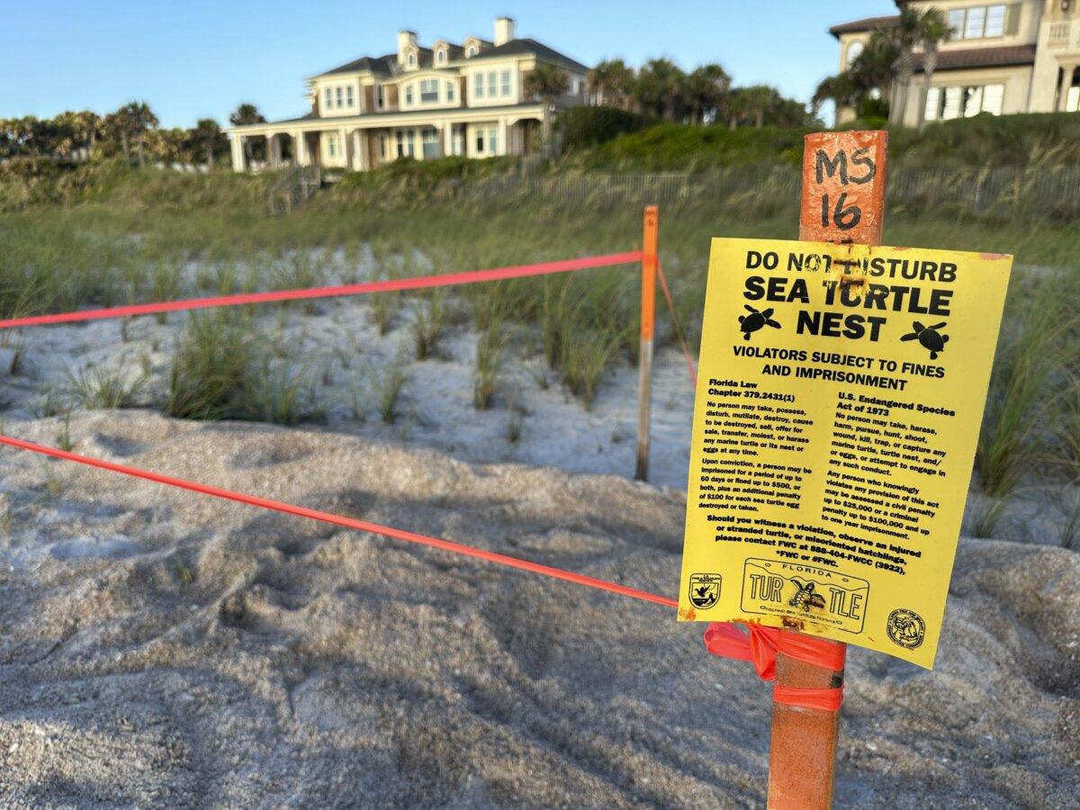 A sign warns beach visitors not to disturb a sea turtle nest being monitored by the Micklers Landing Turtle Patrol near Ponte Vedra Beach, Fla., on July 3. (Nanette Holt/The Epoch Times)