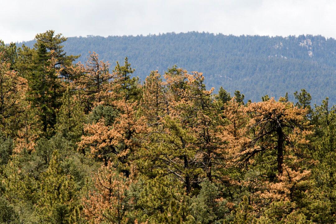 USDA to Grant $25 Million for Removing Wood From National Forests