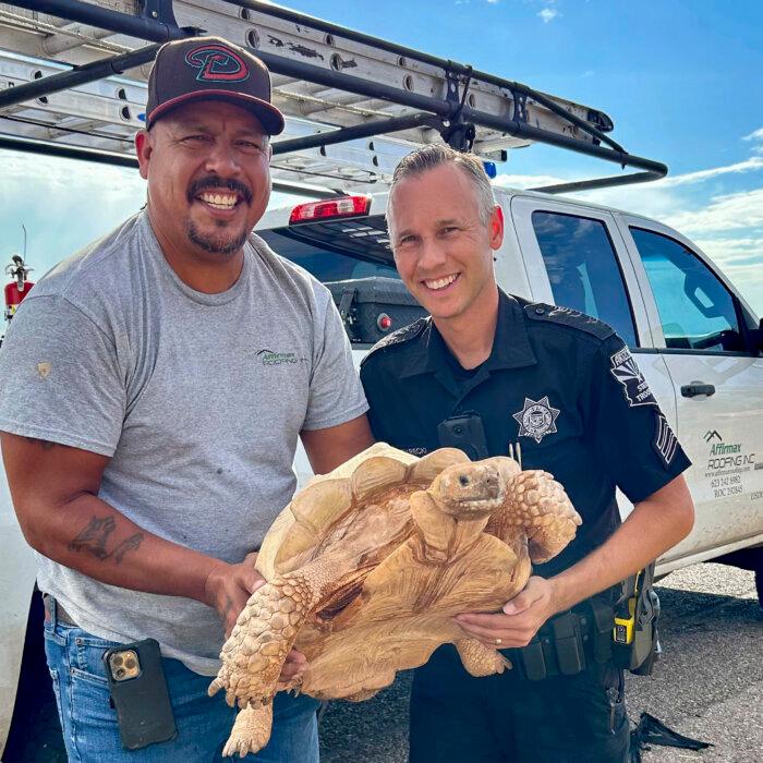 Large Desert Tortoise Rescued From Arizona Highway After Escaping From Ostrich Ranch 3 Miles Away