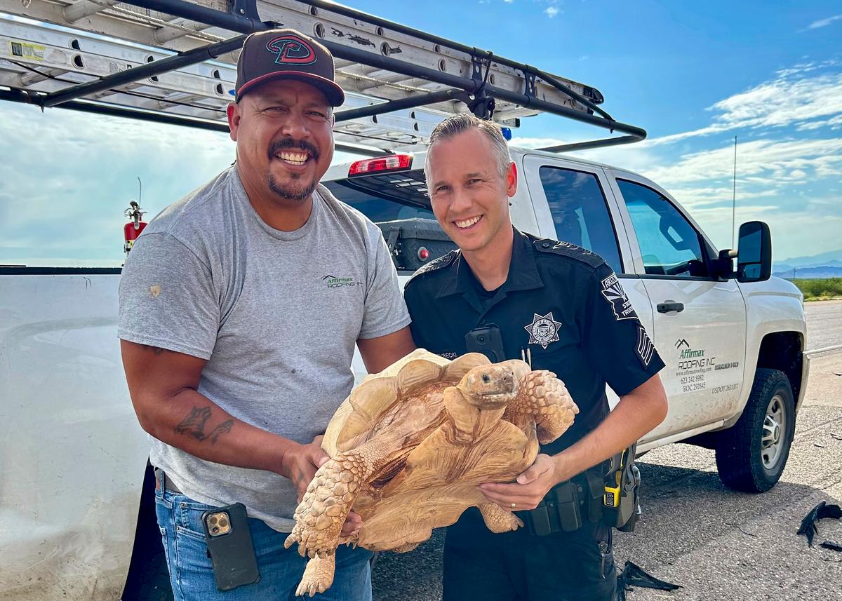 Large Desert Tortoise Rescued From Arizona Highway After Escaping From Ostrich Ranch 3 Miles Away