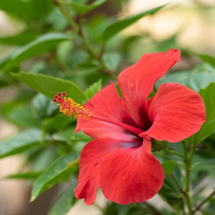 3 Traditional Cooling Herbs to Naturally Beat the Summer Heat