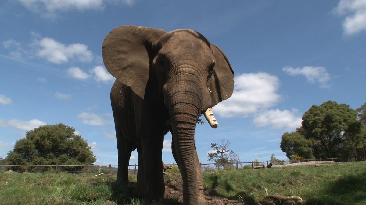 Oakland Zoo Raises Enough Funds to Move Its Last Elephant to Tennessee