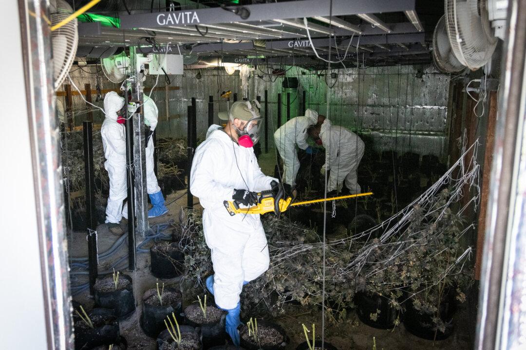 California Seized $534 Million in Illegal Cannabis in 2024, as Challenges Remain for Legal Market