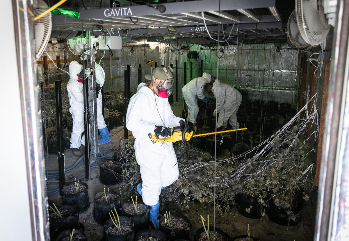 California Seized $534 Million in Illegal Cannabis in 2024, as Challenges Remain for Legal Market