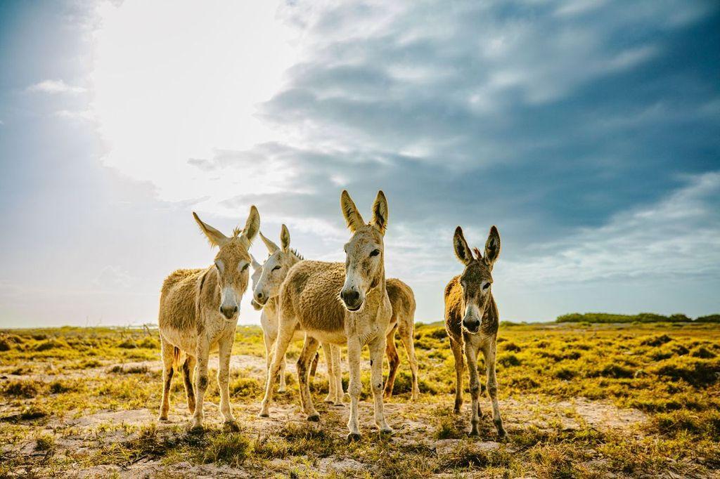 Bonaire's wild donkeys are descendents of those brought to the island by the Spanish in the 16th century. (Courtesy of Tourism Corporation Bonaire)