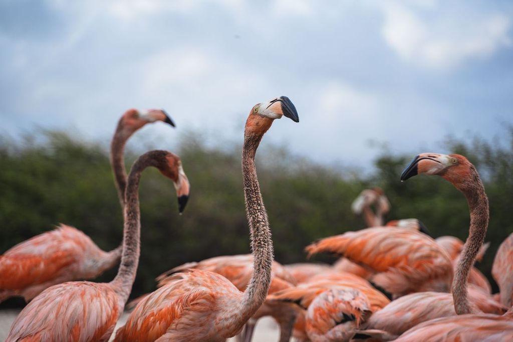 Bonaire is a major breeding ground for flamingos, hosting one of the largest flamingo colonies in the Western Hemisphere. (Courtesy of Robb Leahy/Tourism Corporation Bonaire)