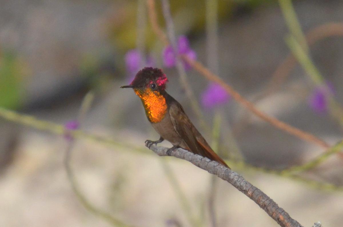 The ruby-topaz hummingbird is the larger of Bonaire's two hummingbird species. It's known for its a ruby-red crown and bright orange chest. (Kevin Revolinski)