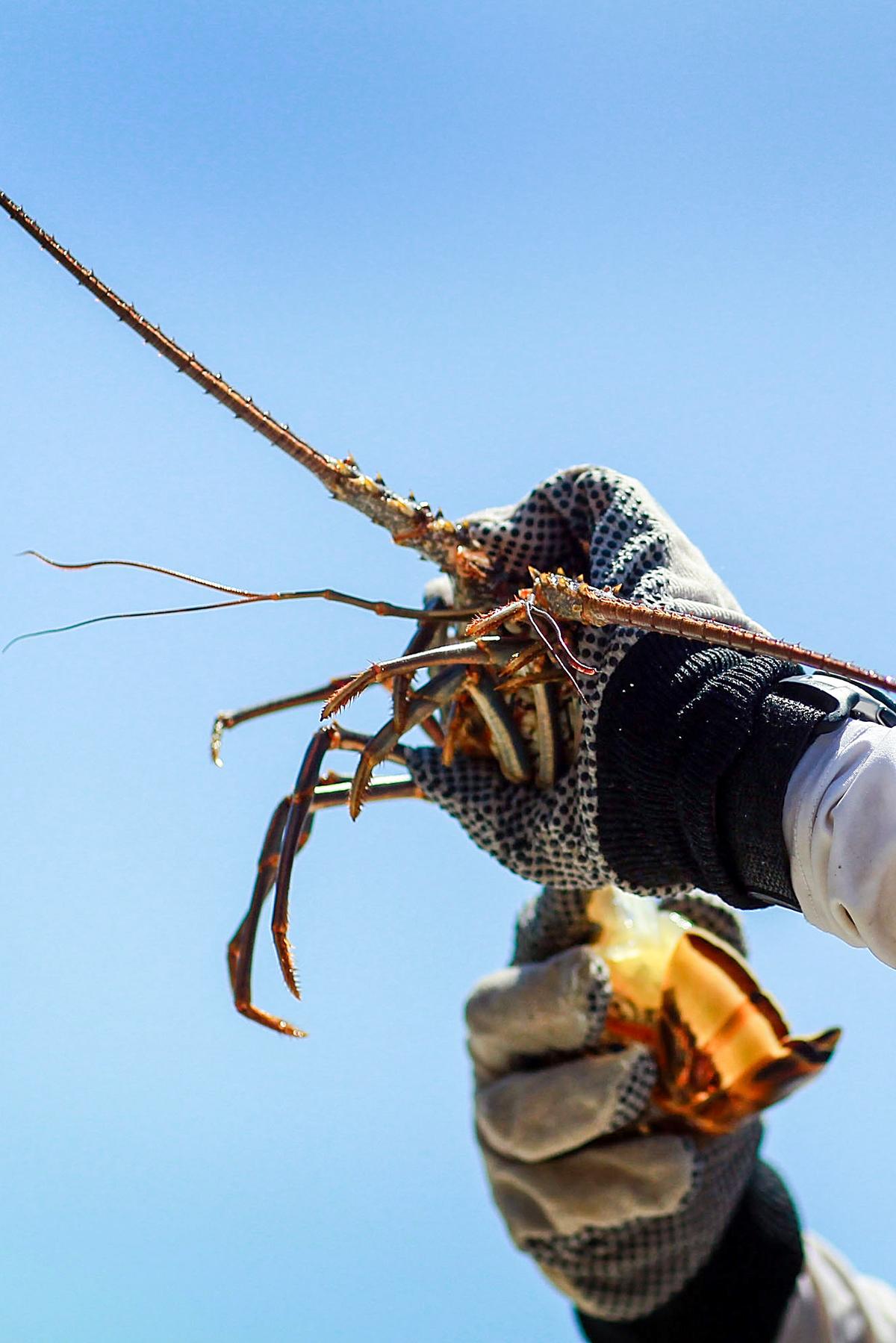 Lobster Chasers Gather in Florida for the Thrill of the Early Hunt